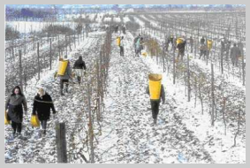 Une spécialité de saison : Le vin de glace - Vin Franc